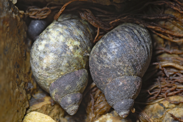 Littorina scutulata